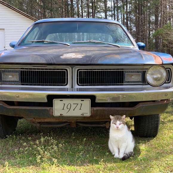 🐈🐾 Follow Game 🐈🐾 Like to play tag & share - Picture 10 of 10